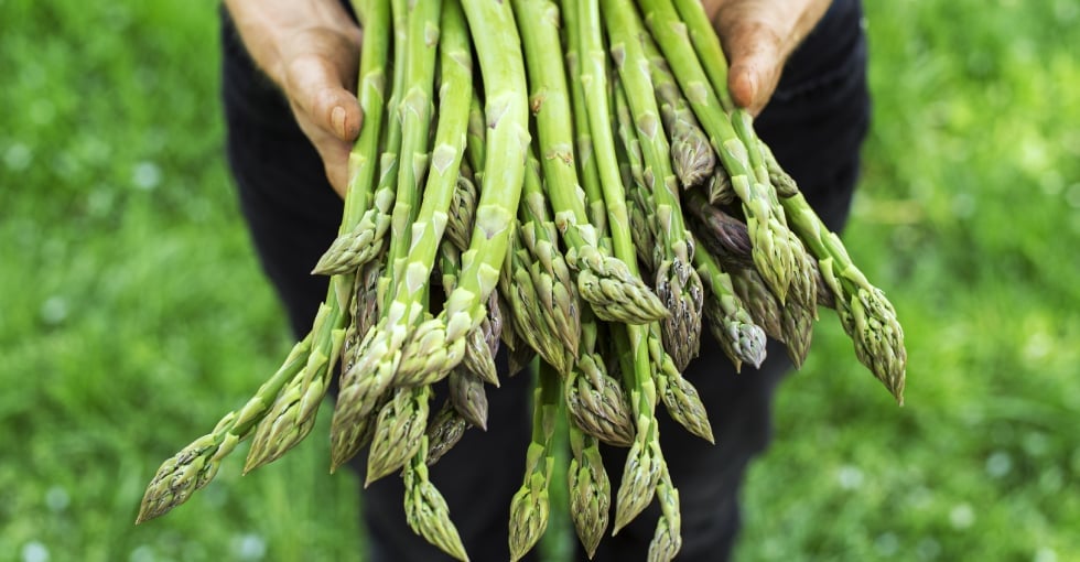 r&eacute;colte asperge